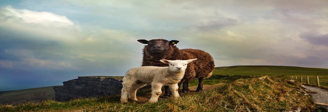 cute black and white lambs